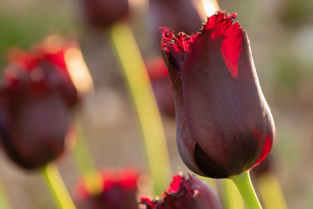 Paint By Numbers | Red Flowers
