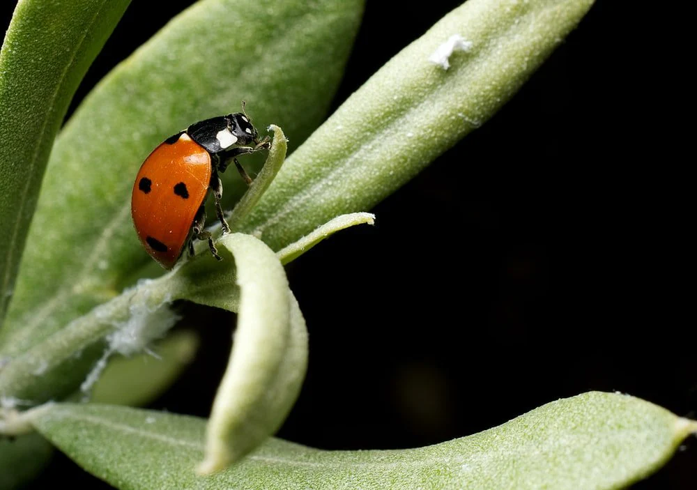 Paint By Numbers | Aphid - Red Ladybug Perched On Green Leaf In Close Up Photography During Daytime