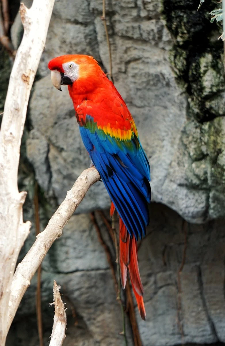 Paint By Numbers | Parrot - Red Macaw Bird On Tree Branch