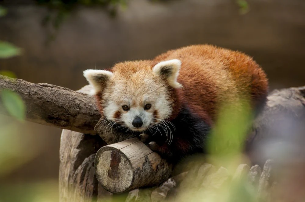 Paint By Numbers | San Diego - Red Panda Lying On Brown Log