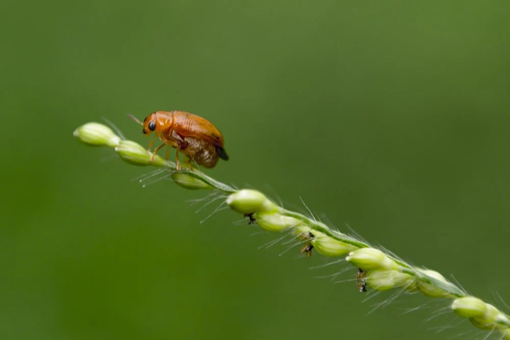 Paint By Numbers | Aphid - Red Seven Spotted Beetle Perched On Green Plant
