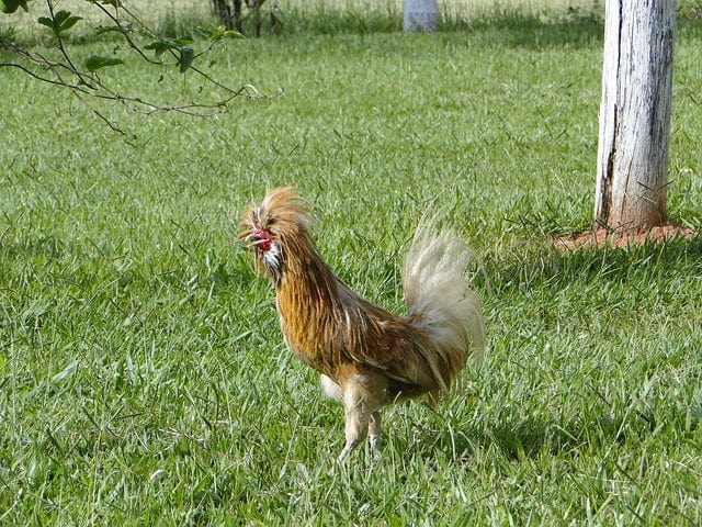Rooster Cock Chicken Paint By Number Kit