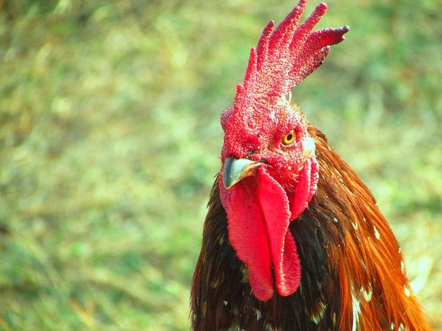 Rooster Cock Poultry Paint By Number Kit