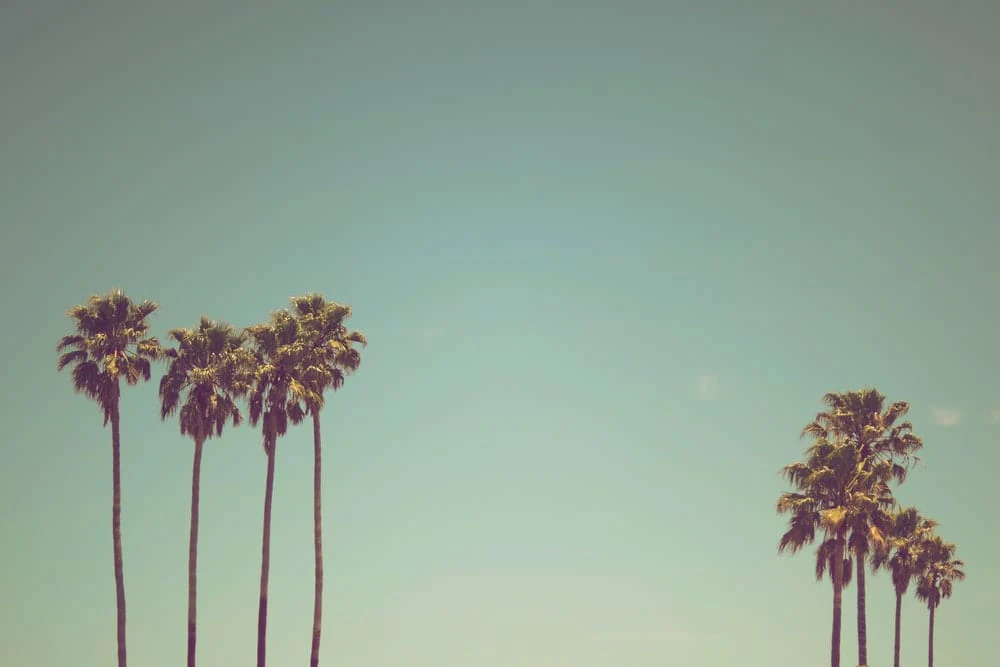 Paint By Numbers | Santa Cruz - Row Of Palm Trees