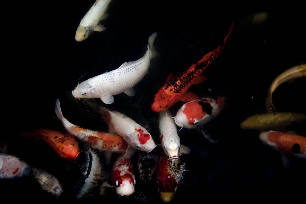 Paint By Numbers | Carp - School Of Orange And White Koi