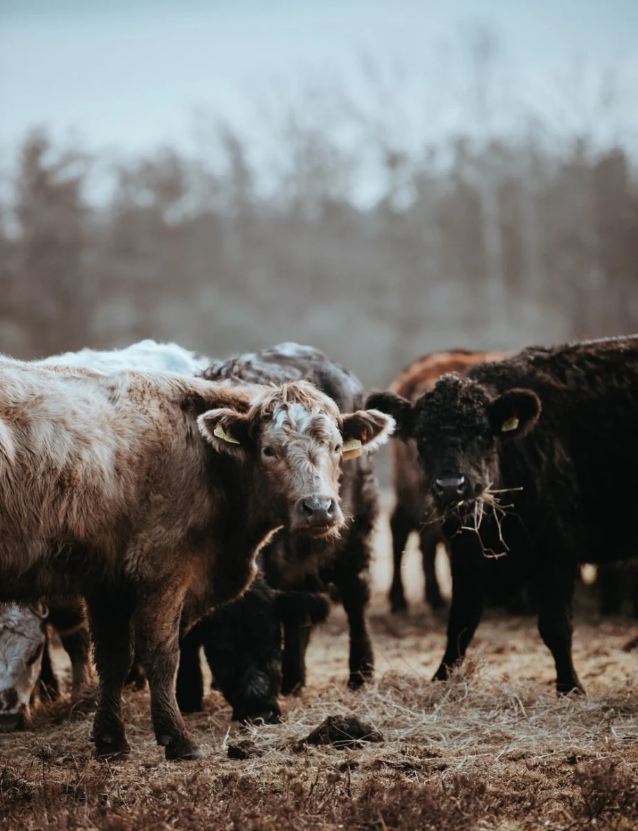 Paint By Numbers | Bison - Selective Focus Of Brown And Black Cattles On Ground At Daytime