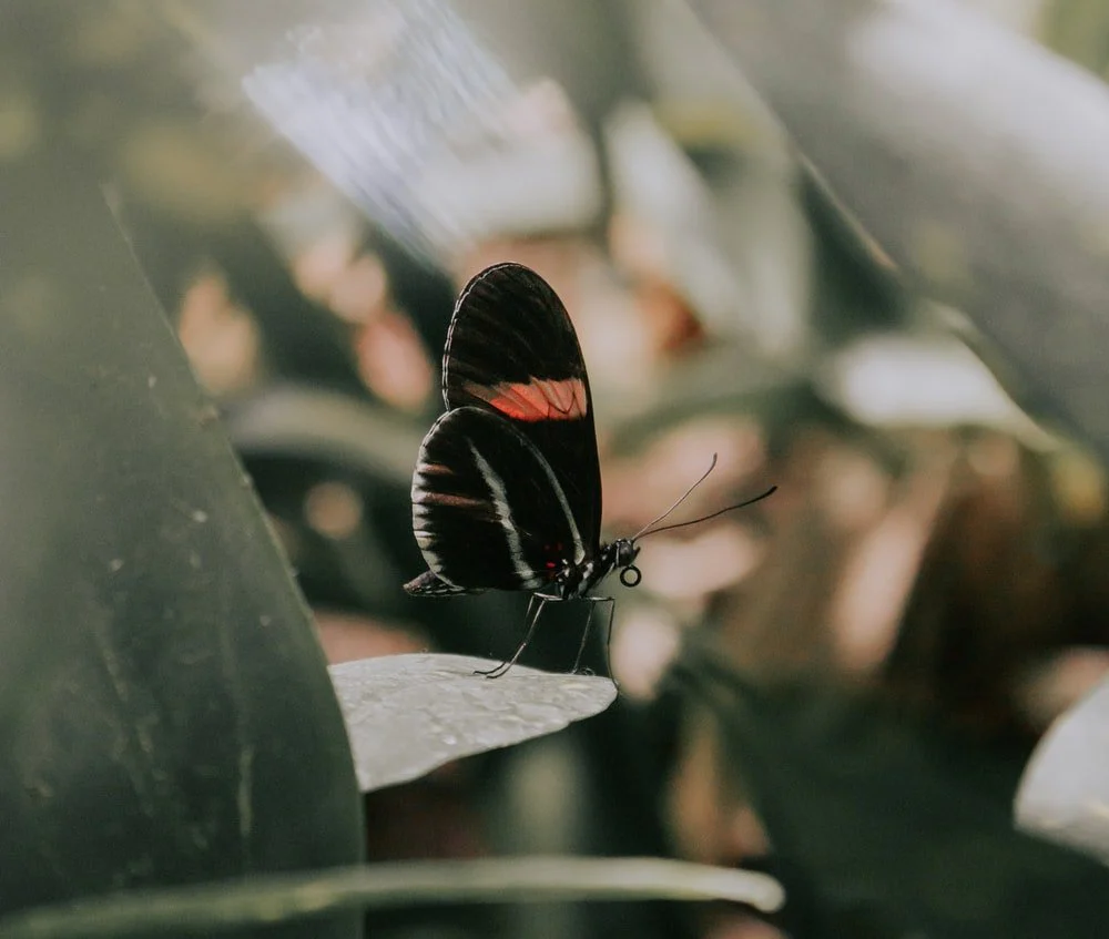 Paint By Numbers | Black Widow Spider - Selective Focus Photo Of Black And Orange Butterfly Perch On Green Leaf