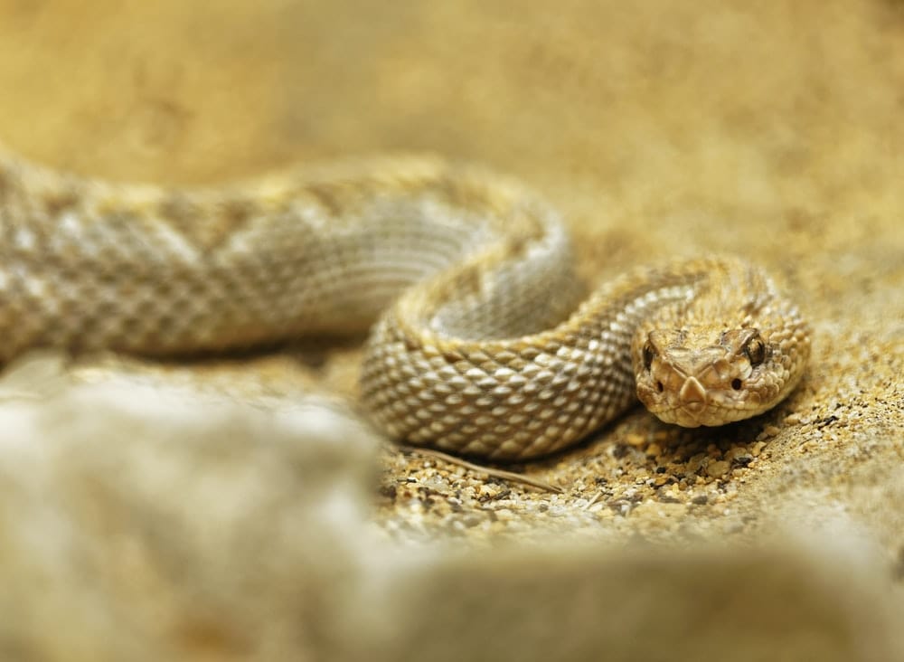 Paint By Numbers | Rattlesnake - Selective Focus Photo Of Rattlesnake