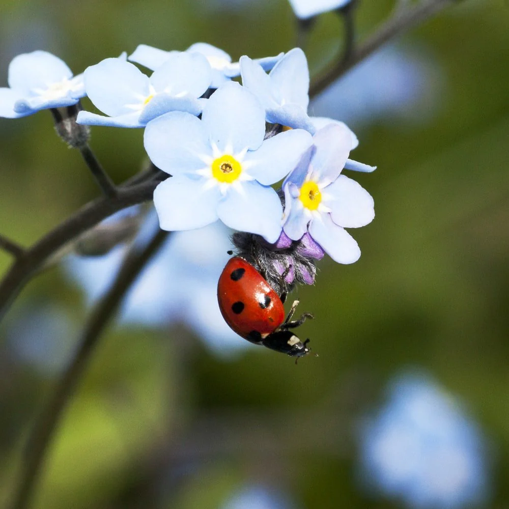Paint By Numbers | Ladybug - Selective Focus Photograph Of Ladybug On White Petaled Flower Plant