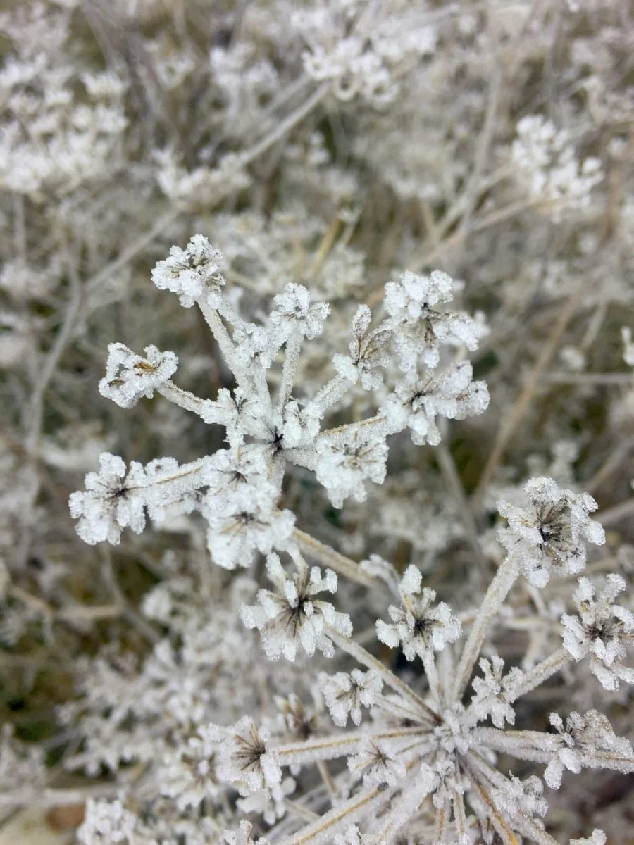 Paint By Numbers | Selective Focus Photograph Of White Flowers