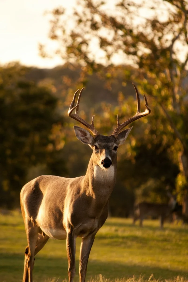Paint By Numbers | Deer - Selective Focus Photography Of Brown Deer Standing On Green Grass Field During Daytime