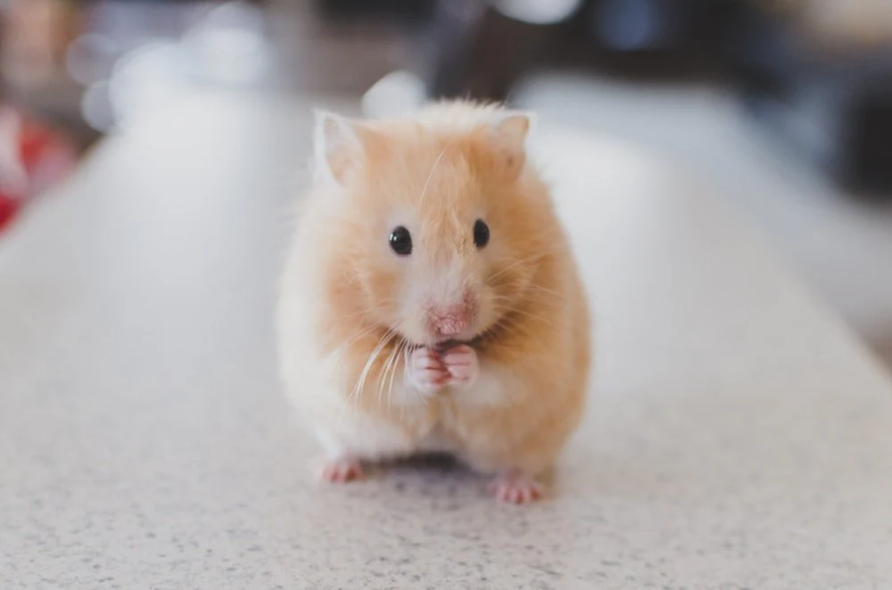 Paint By Numbers | Mouse - Selective Focus Photography Of Brown Hamster
