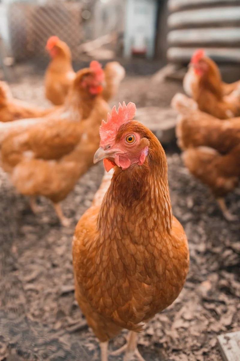 Paint By Numbers | Chicken - Selective Focus Photography Of Brown Hen