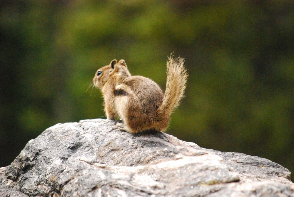 Paint By Numbers | Chipmunk - Selective Focus Photography Of Brown Squirel
