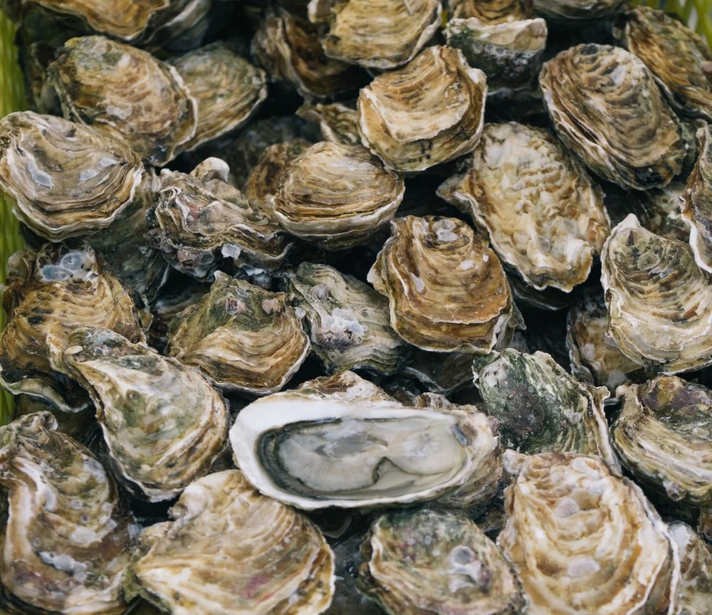 Paint By Numbers | Oyster - Selective Focus Photography Of Piled Shells
