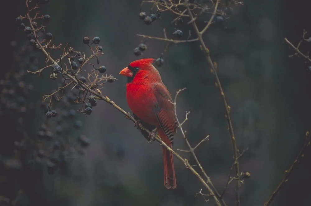 Paint By Numbers | Bird - Selective Focus Photography Of Red Cardinal On Tree