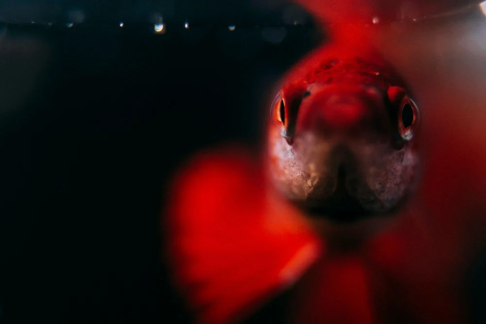 Paint By Numbers | Dhaka - Selective Focus Photography Of Red Fish