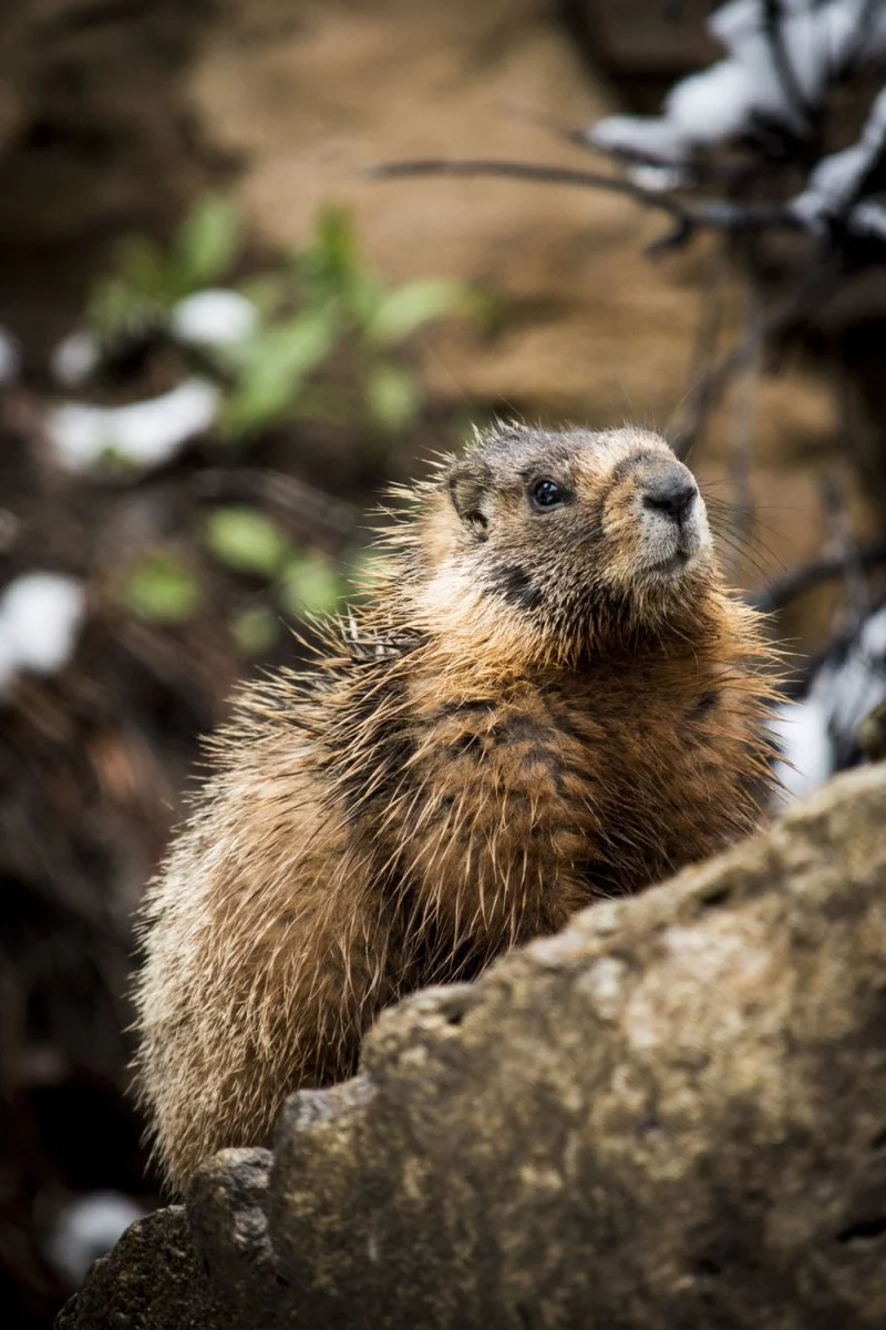 Paint By Numbers | Beaver - Selective Focus Photography Of Rodent