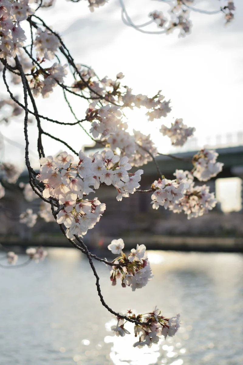 Paint By Numbers | Ōsaka - Selective Focus Photography Of White Flower