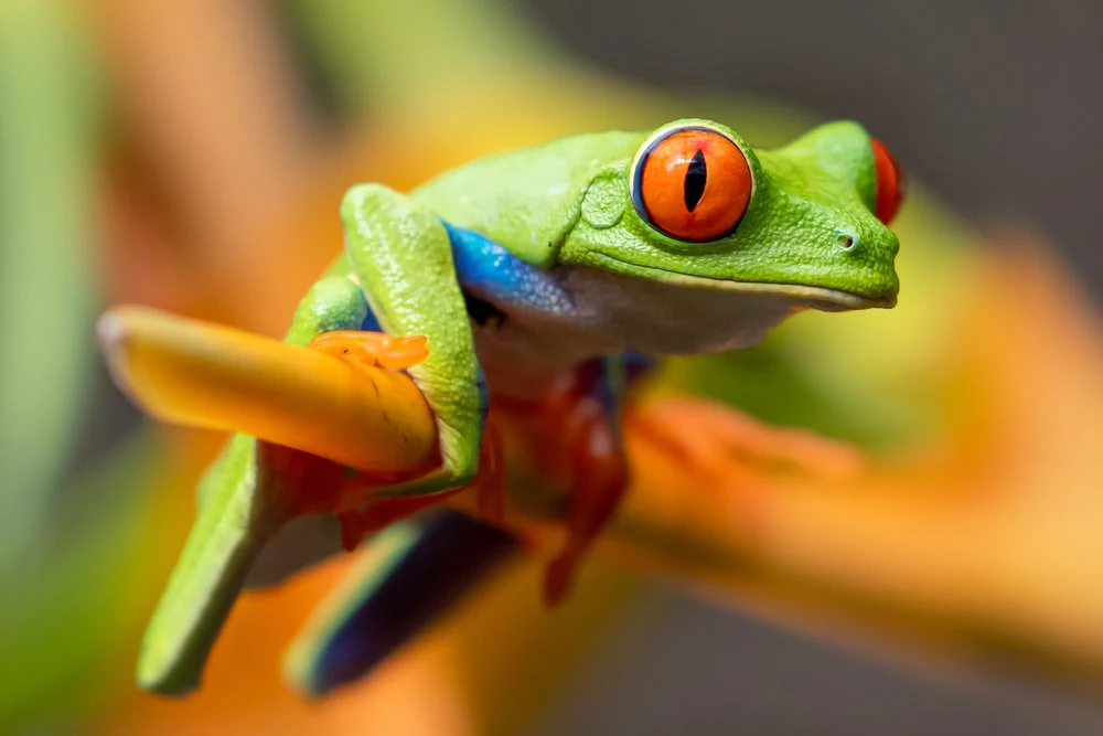 Paint By Numbers | Frog - Selective Photography Of Red-Eyed Tree Frog