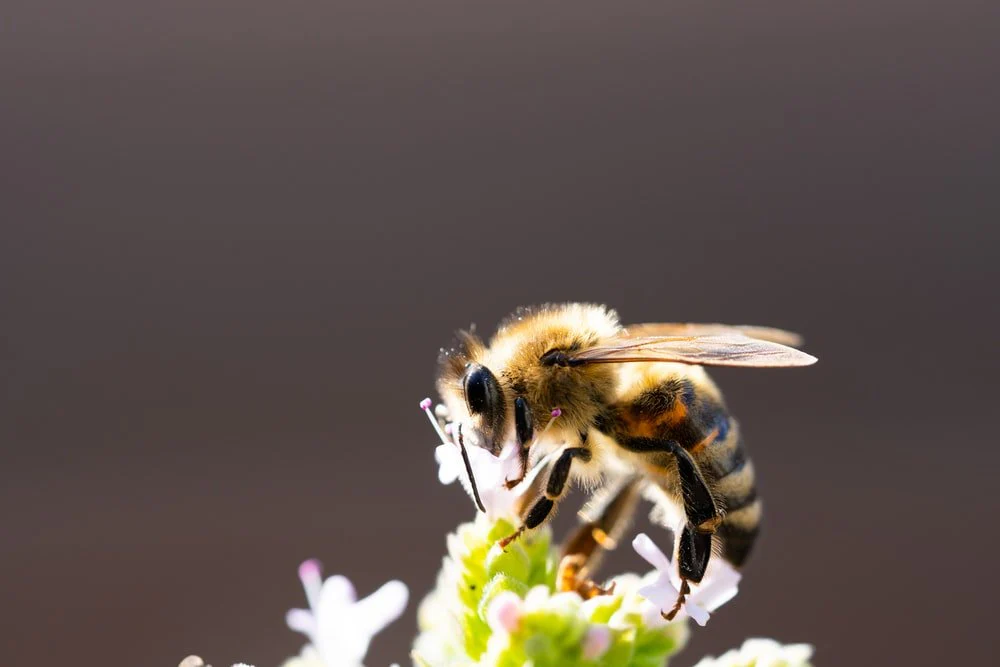 Paint By Numbers | Bee - Shallow Focus Photo Of Bee