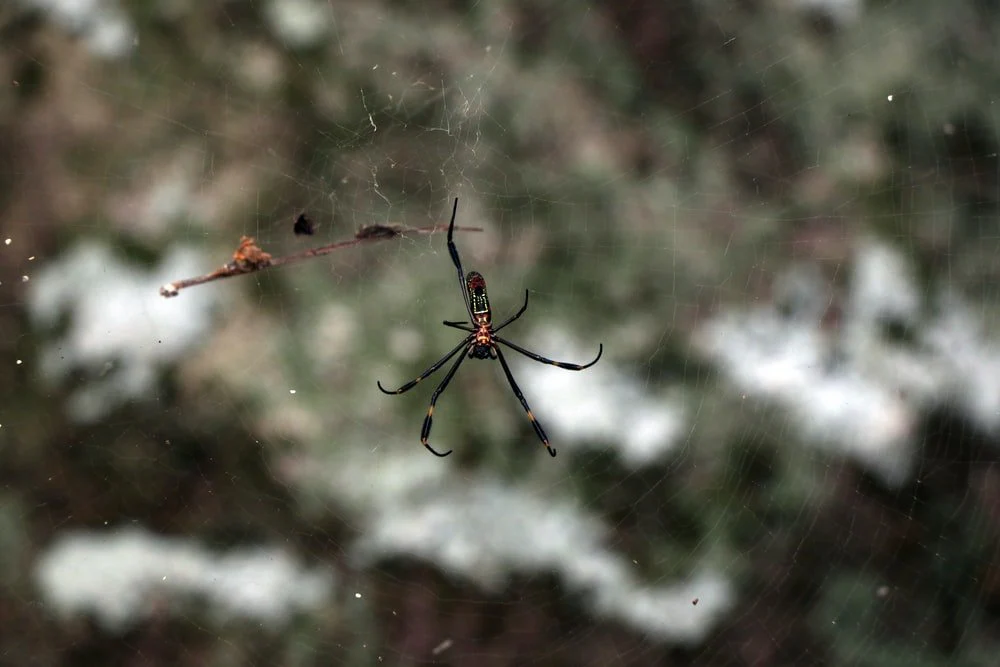 Paint By Numbers | Black Widow Spider - Shallow Focus Photo Of Black Spider