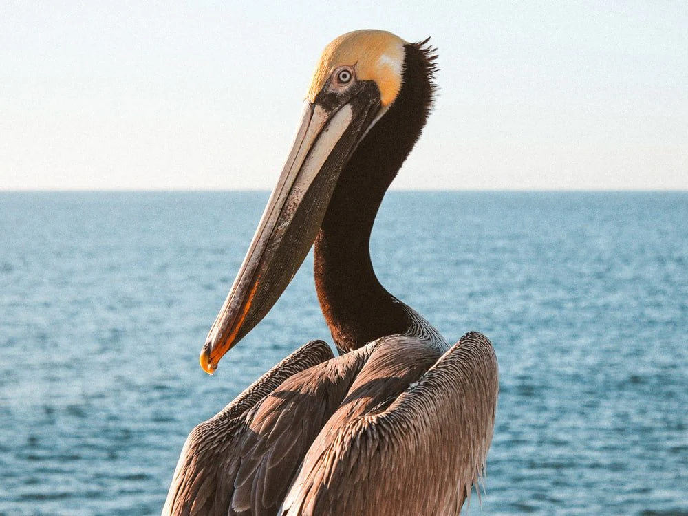 Paint By Numbers | Pelican - Shallow Focus Photo Of Pelican