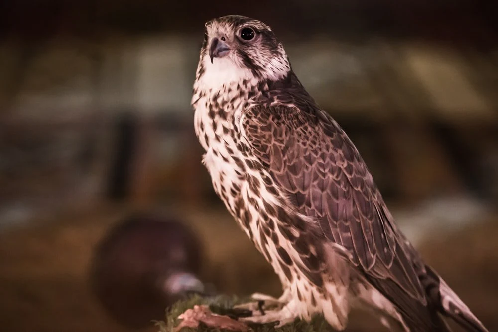 Paint By Numbers | Riyadh - Shallow Focus Photography Of Hawk
