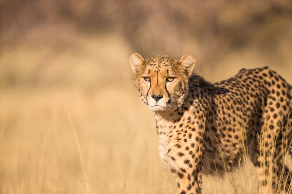 Paint By Numbers | Cheetah - Shallow Focus Photography Of Leopard