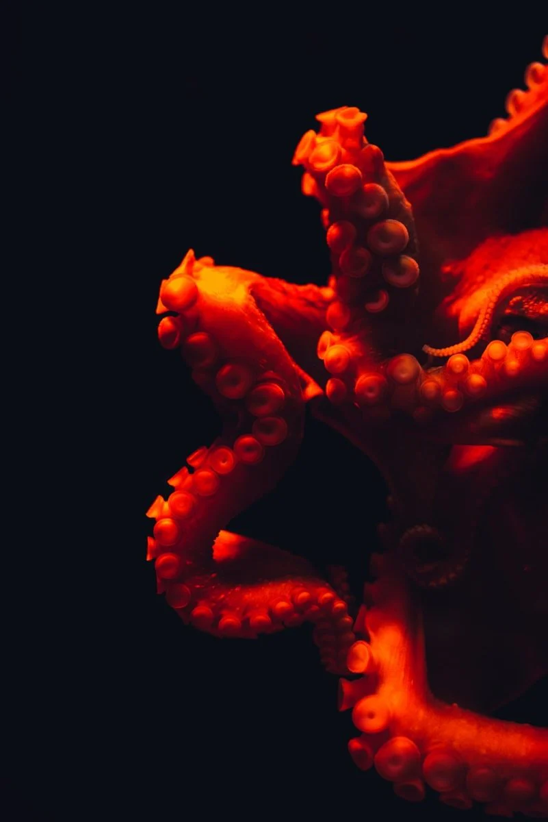 Paint By Numbers | Octopus - Shallow Focus Photography Of Octopus