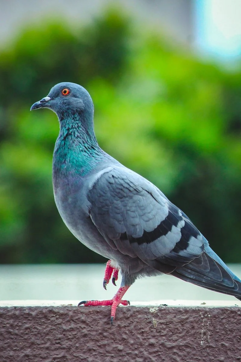 Paint By Numbers | Pigeon - Shallow Focus Photography Of Pigeon