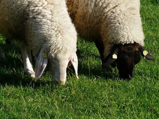 Sheep Few Black Paint By Number Kit