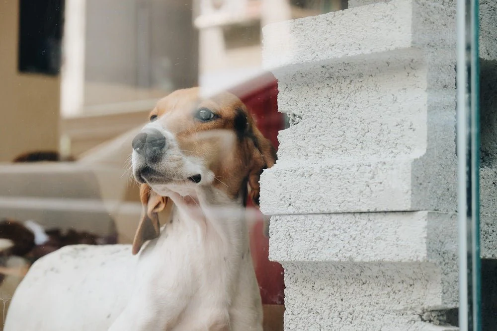 Paint By Numbers | Basset Hound - Short-Coated White And Tan Dog Close-Up Photography