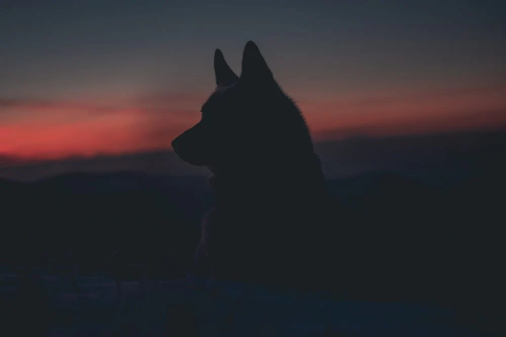 Paint By Numbers | Wolf - Silhouette Of Dog