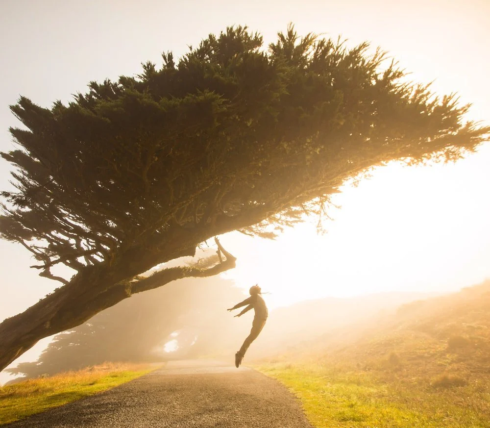 Paint By Numbers | Fly - Silhouette Of Person Jumping Under Tree