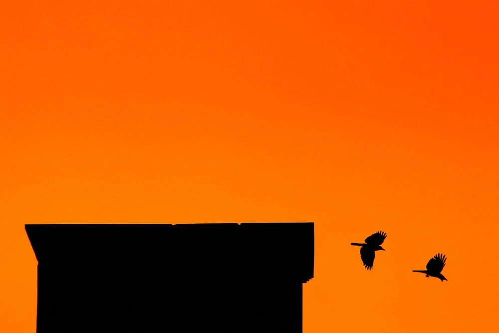 Paint By Numbers | Dhaka - Silhouette Photography Building And Two Birds