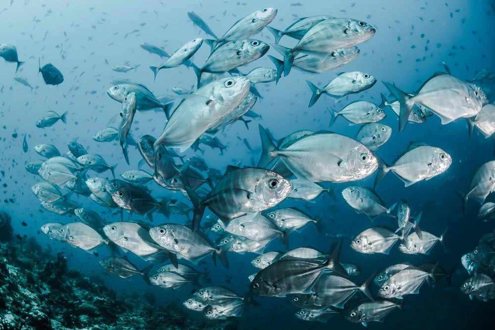 Paint By Numbers | Fish - Silver Fishes Underwater