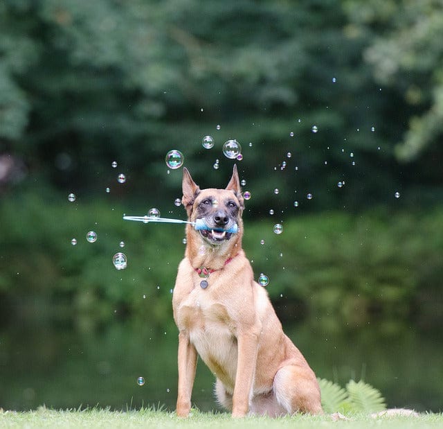 Soap Bubbles Dog Trick Dog Shows A Trick Paint By Number Kit