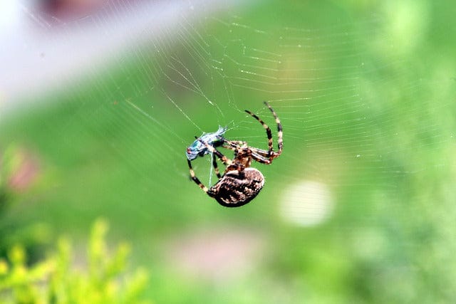 Spider Spider'S Web A Small Insect Paint By Number Kit