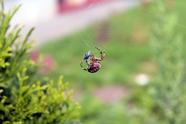 Spider Spider'S Web Nature Paint By Number Kit