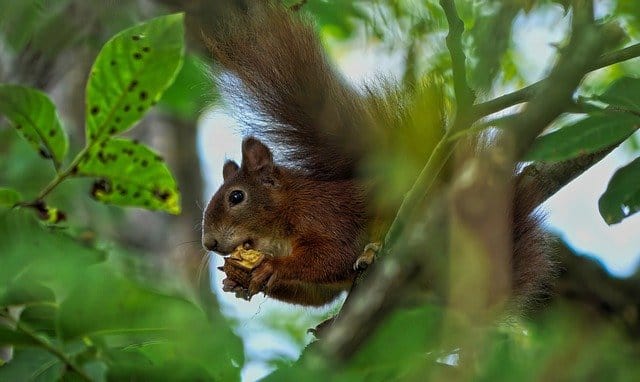 Squirrel Squirrel Eats A Nut Rodents Paint By Number Kit