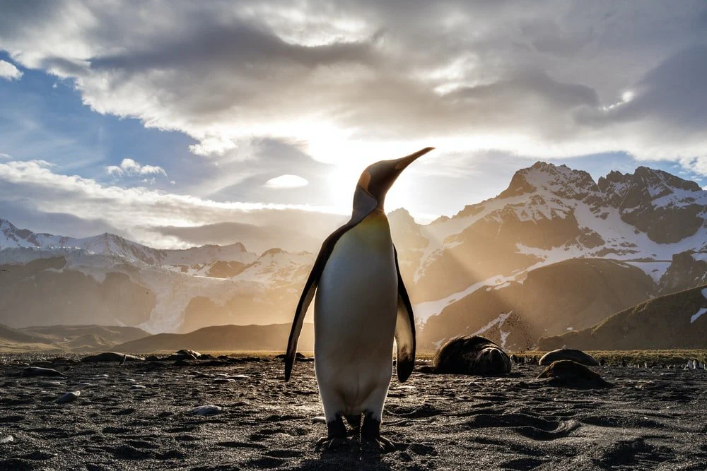 Paint By Numbers | Penguin - Standing Penguin On Sand Near Snow Covered Mountain Covering The Sun From View At Daytime