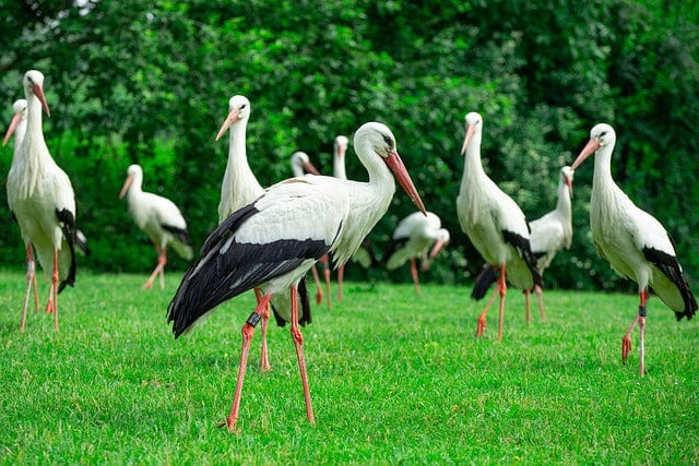 Storks Bird On A Green Meadow Free Running Storks Paint By Number Kit