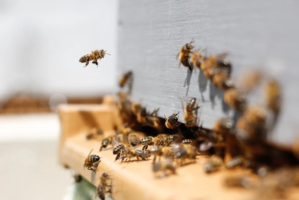 Paint By Numbers | Bee - Swarm Of Honey Bees