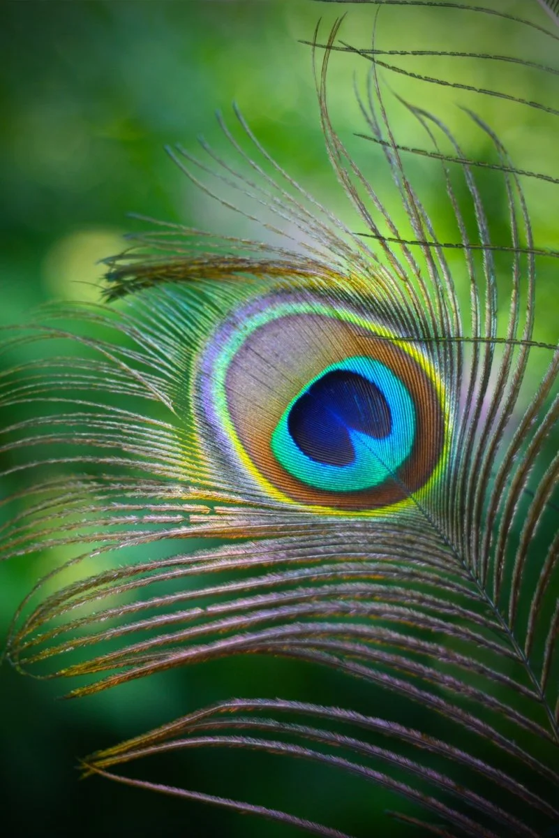 Paint By Numbers | Peacock - Teal And Green Peafowl Feather