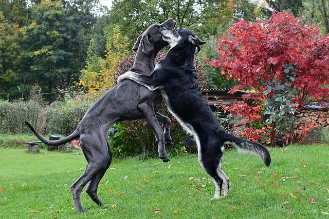 The Dog A Hug Great Dane Two Dogs Paint By Number Kit
