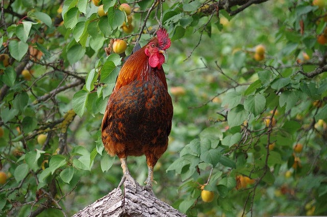 The Farm Hen The Animal Paint By Number Kit