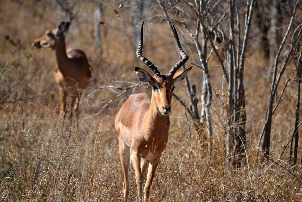 Paint By Numbers | Impala - Tilt Shift Photography Of Brown Antelope