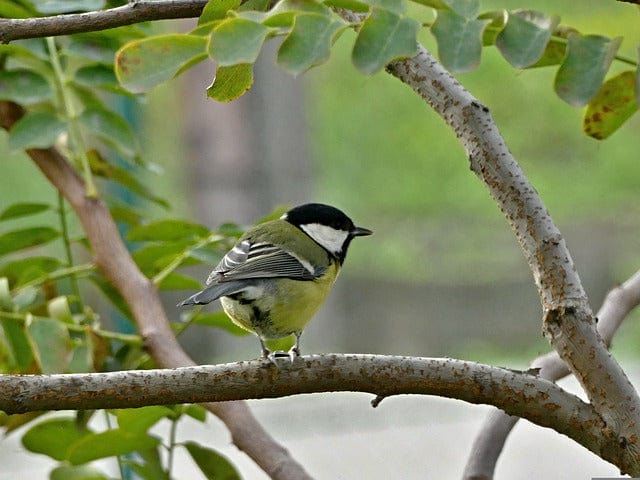 Tit Bird Spevavý Paint By Number Kit