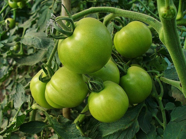 Tomato Vegetables Eat Paint By Number Kit